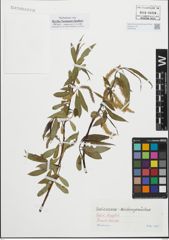 Foto von Salix fragilis L.